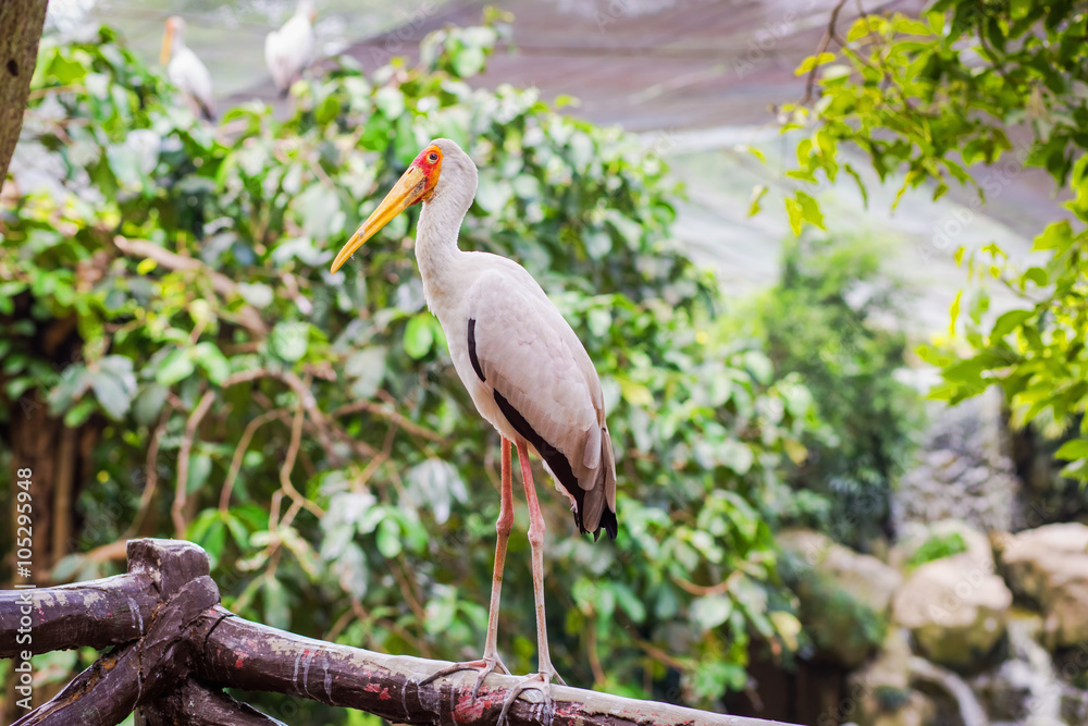 Желтоклювый аист (Mycteria ibis) Желтоклювый аист (Mycteria ibis)