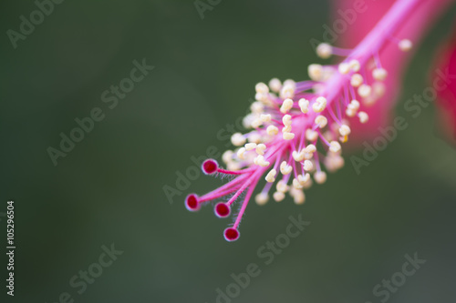 Stamen of a Pale Red Hibiscus Flower