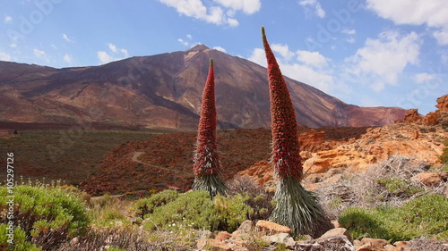 Endemic plant Tajinaste rojo(Echium wildpretii) and Teide Peak in Teide National Park, Tenerife, Canary Islands, Spain
 photo