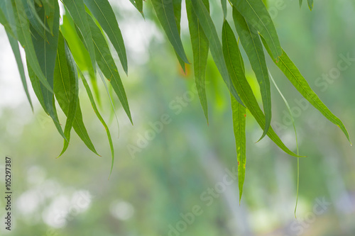 Fototapeta Naklejka Na Ścianę i Meble -  Eucalyptus leaves