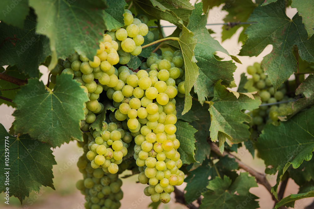 Гроздья белого винограда на ветках, время сбора урожая