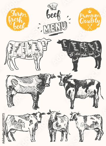 Vintage meat menu scheme beef cuts drawn vector