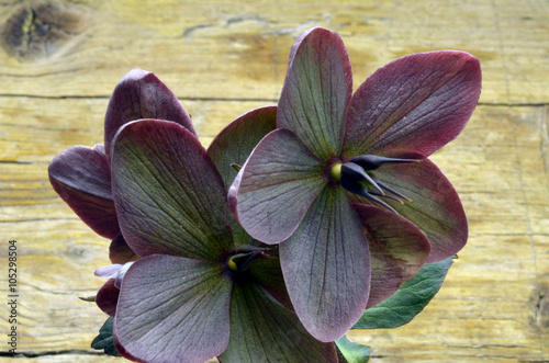 Helleborus Spânz Elleboro Hellebores Ciemiernik Морозник 鐵筷子屬 Nieswurz Nyserod Jouluruusut Ղանձլամեր خربق photo