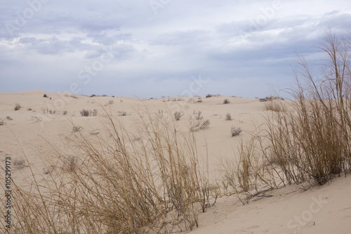  Plants on the side of a sand dune. Monahans Sandhills State Par