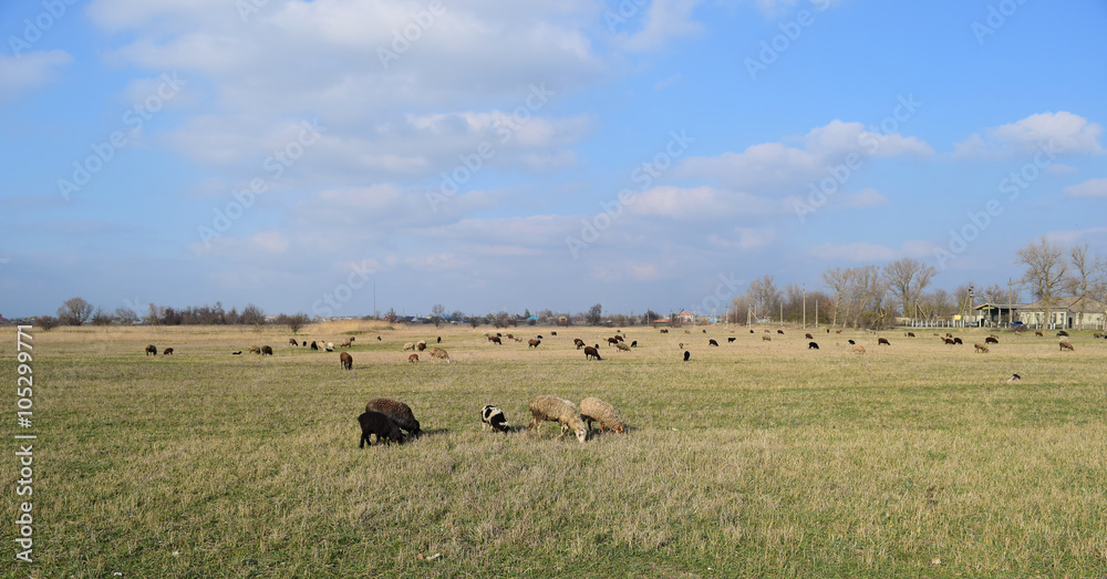 Sheep in the pasture