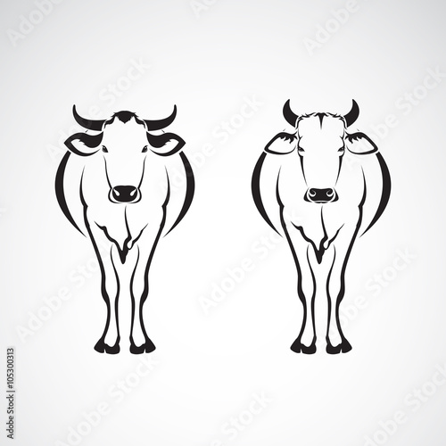 Vector image of an two cows on a white background