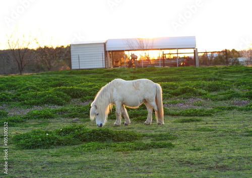 Mini Horse in Field © cpcthatsme