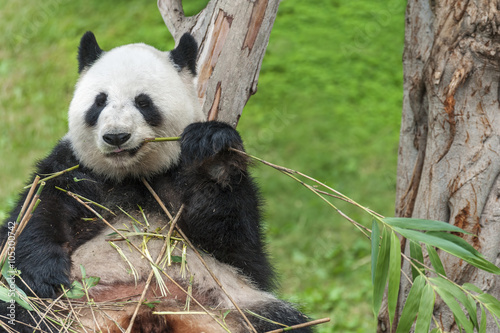 Fototapeta Naklejka Na Ścianę i Meble -  Giant panda bear eating bamboo leaf