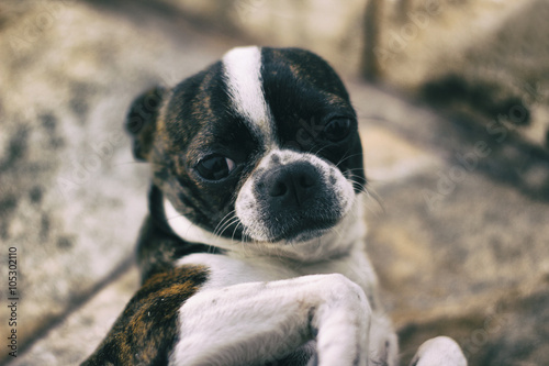Fototapeta Naklejka Na Ścianę i Meble -  Boston Terrier puppy dog