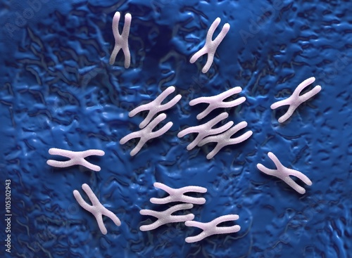 Human chromosome photo