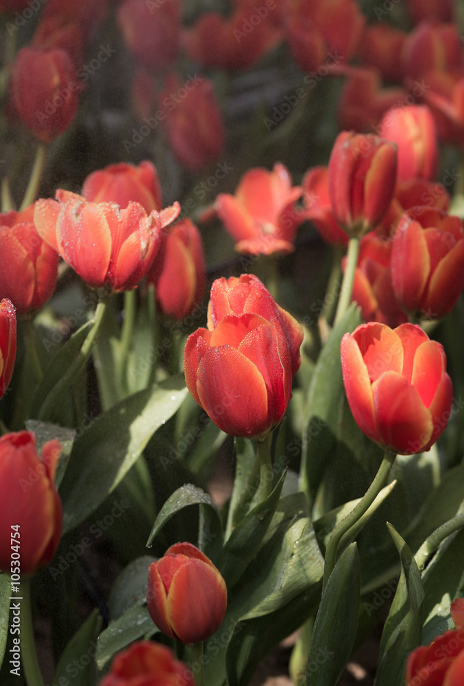 orange tulips orange tulips