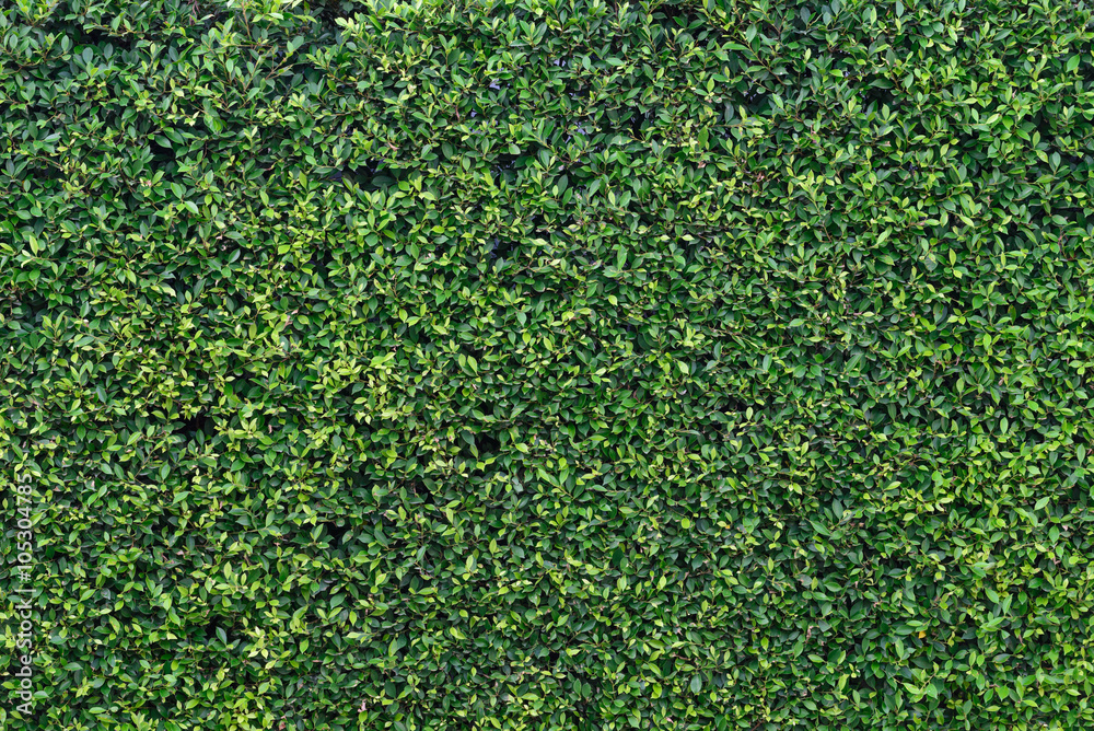 Texture of beautiful green tree fence.
