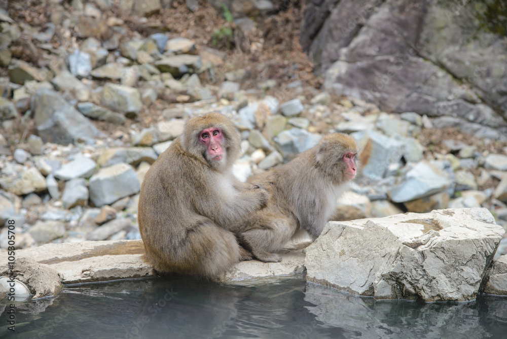 Monkey in a natural onsen (hot spring), located in Jigokudani Monkey Park or Snow Monkey, Nagono Japan. Monkey in a natural onsen (hot spring), located in Jigokudani Monkey Park or Snow Monkey, Nagono Japan.