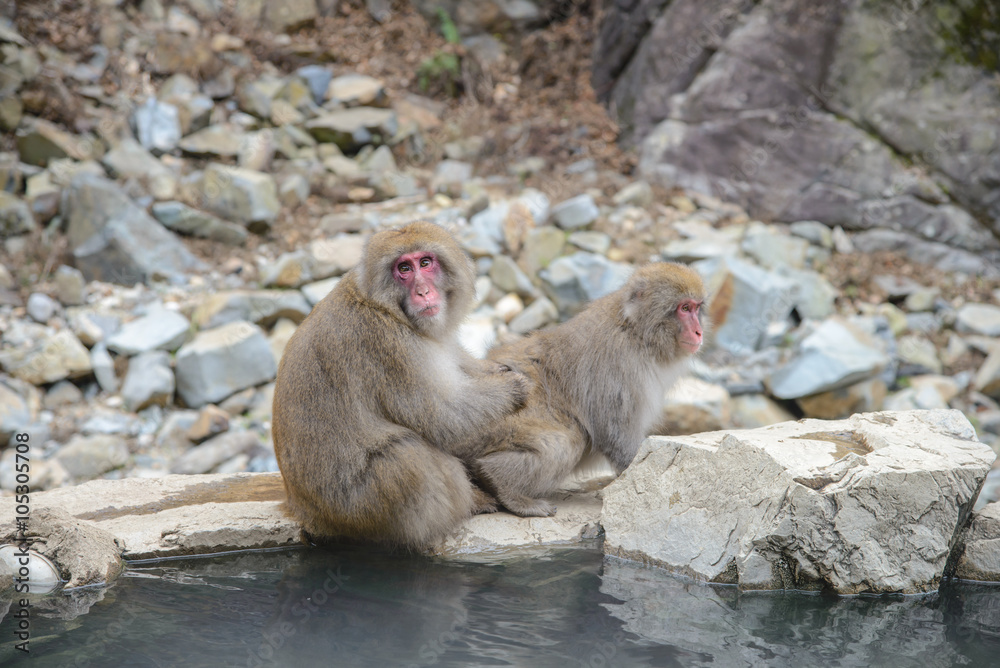 Monkey in a natural onsen (hot spring), located in Jigokudani Monkey Park or Snow Monkey, Nagono Japan. 