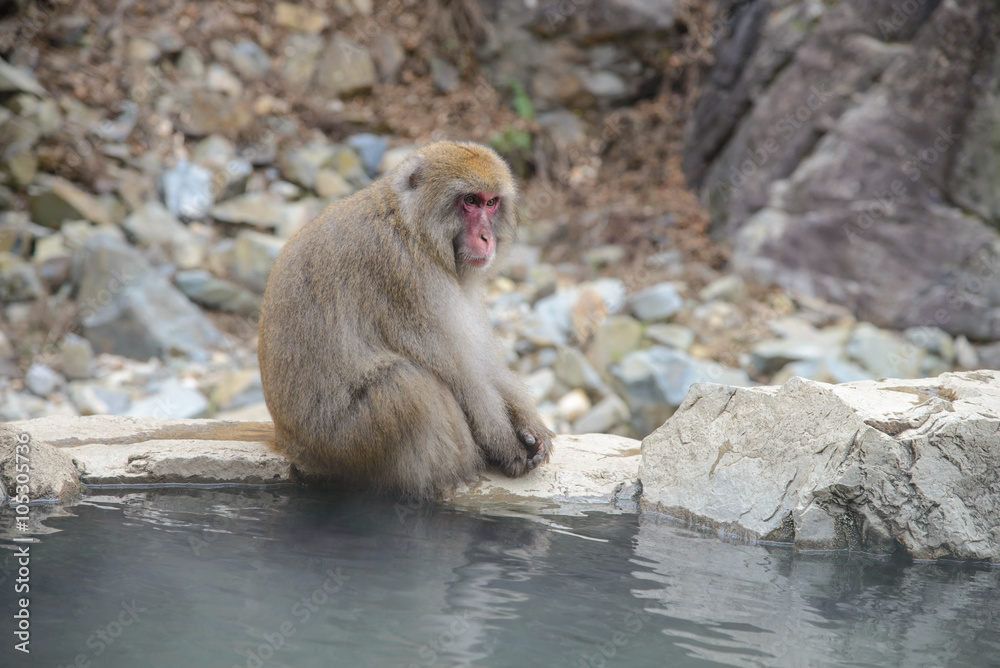 Monkey in a natural onsen (hot spring), located in Jigokudani Monkey Park or Snow Monkey, Nagono Japan. 