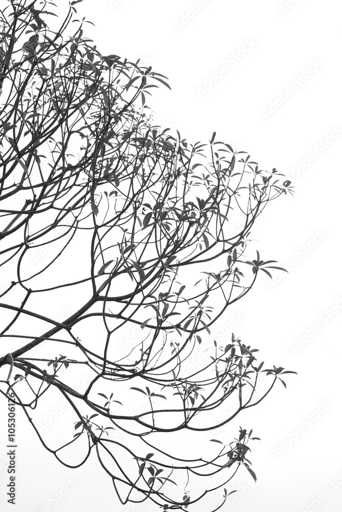 Obraz premium Tree branch.