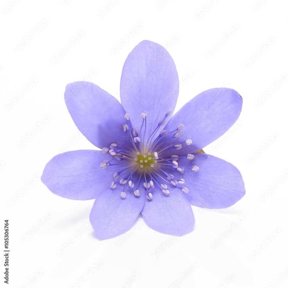 Hepatica nobilis on a white background Hepatica nobilis on a white background