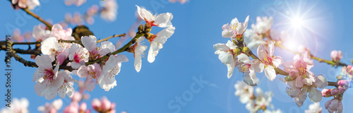 Greeting Card  Spring Beauty  Fragrant Almond Blossoms   