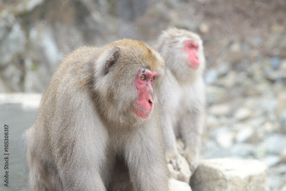Monkey in a natural onsen (hot spring), located in Jigokudani Monkey Park or Snow Monkey, Nagono Japan. Monkey in a natural onsen (hot spring), located in Jigokudani Monkey Park or Snow Monkey, Nagono Japan.