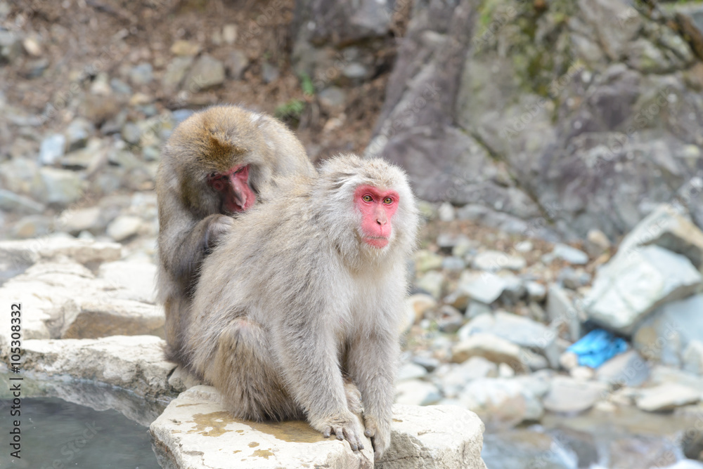 Monkey in Jigokudani Monkey Park or Snow Monkey, Grooming: It relaxing time for the monkey, they are looking for lice and it egg at the root of their hairs in oder to remove them, Nagono Japan. Monkey in Jigokudani Monkey Park or Snow Monkey, Grooming: It relaxing time for the monkey, they are looking for lice and it egg at the root of their hairs in oder to remove them, Nagono Japan.
