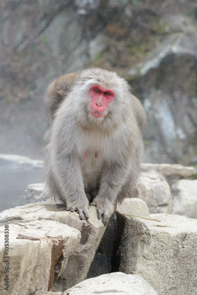 Monkey in a natural onsen (hot spring), located in Jigokudani Monkey Park or Snow Monkey, Nagono Japan. Monkey in a natural onsen (hot spring), located in Jigokudani Monkey Park or Snow Monkey, Nagono Japan.