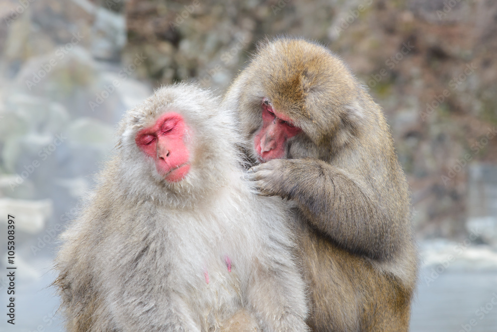 Monkey in Jigokudani Monkey Park or Snow Monkey, Grooming: It relaxing time for the monkey, they are looking for lice and it egg at the root of their hairs in oder to remove them, Nagono Japan. Monkey in Jigokudani Monkey Park or Snow Monkey, Grooming: It relaxing time for the monkey, they are looking for lice and it egg at the root of their hairs in oder to remove them, Nagono Japan.