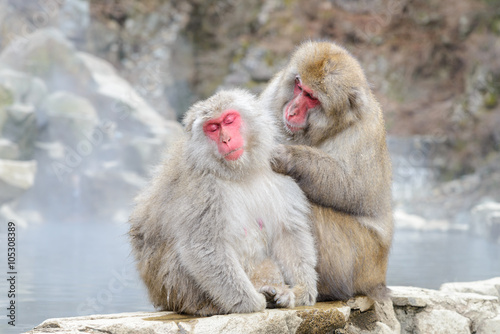 Monkey in Jigokudani Monkey Park or Snow Monkey, Grooming: It relaxing time for the monkey, they are looking for lice and it egg at the root of their hairs in oder to remove them, Nagono Japan.  © bigy9950