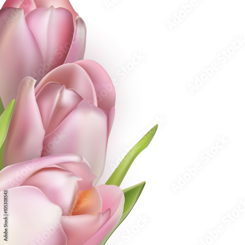 Pink tulips on white. EPS 10