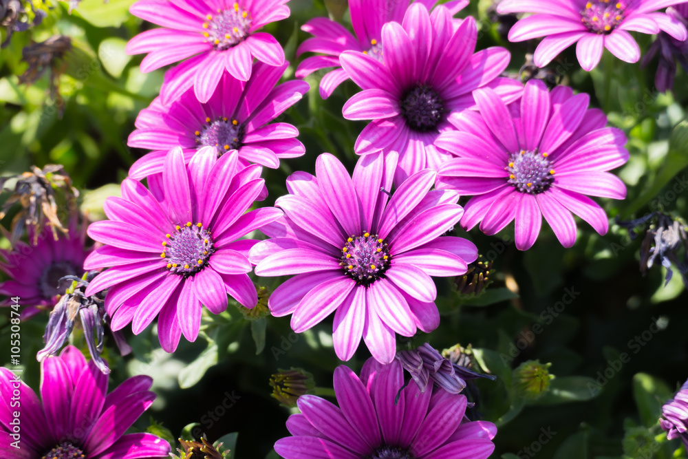 The background image of the colorful flowers The background image of the colorful flowers