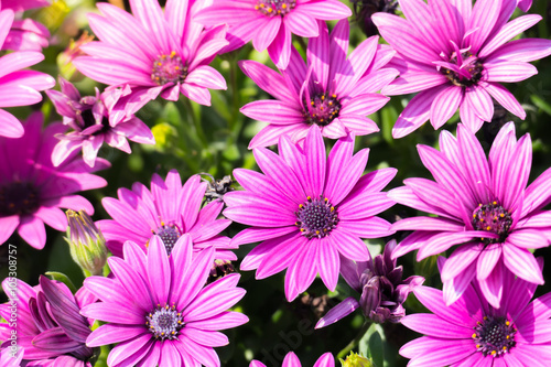 The background image of the colorful flowers