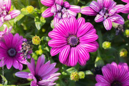 The background image of the colorful flowers