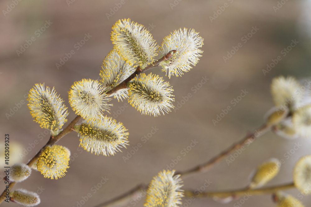 Fluffy buds on a willow branch in the spring Fluffy buds on a willow branch in the spring