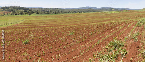 Panoramic view of recently planted sugar cane in the deep red soil of the Atherton Tableland, Far North Queensland. Ploughed lines following the natural contours of the land.