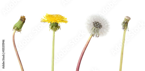 Four stage of a dandelion isolated on white backgroun