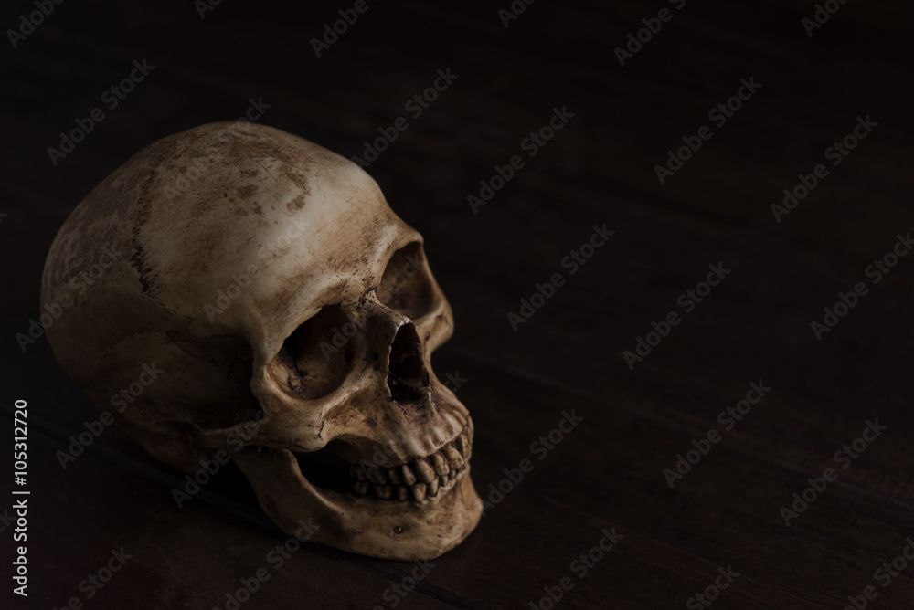 still life photography with skull still life photography with skull