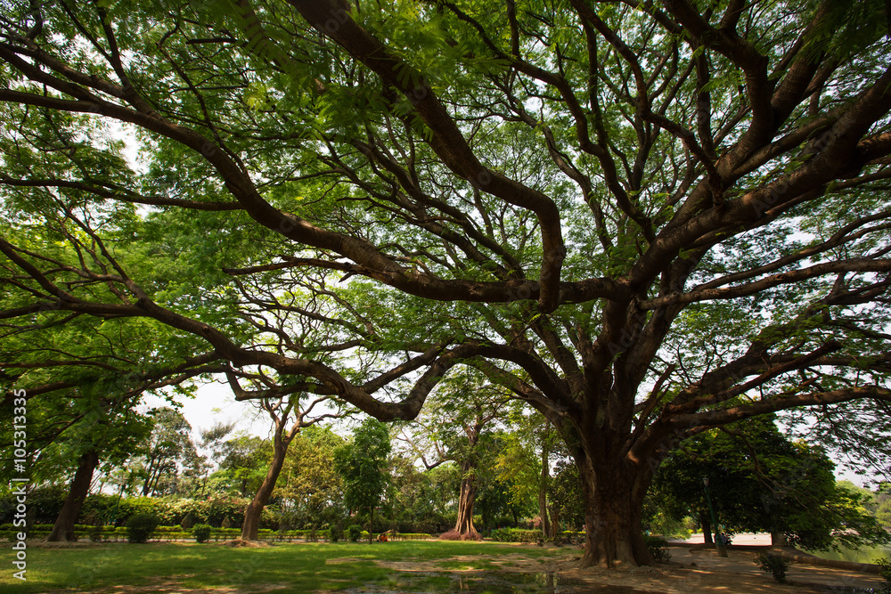 Big tree Big tree