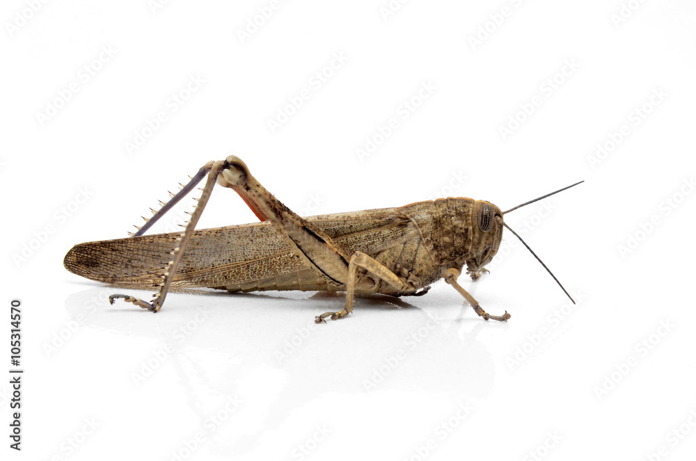 Saltamontes. Saltamontes.