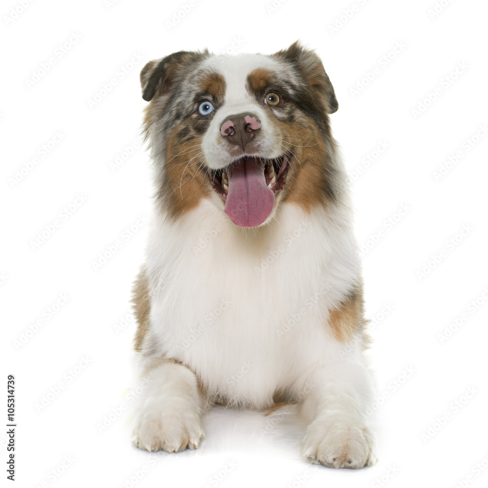 brown australian shepherd brown australian shepherd