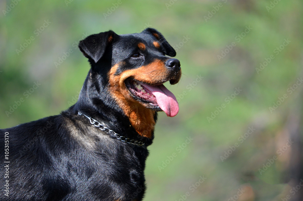 Dog of breed a Rottweiler