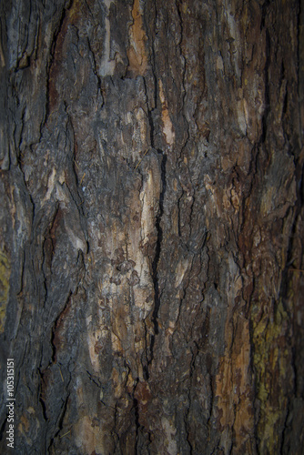 Textured background - pine bark 