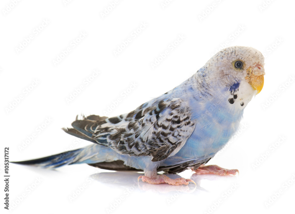 Fototapeta premium young colorful budgerigar