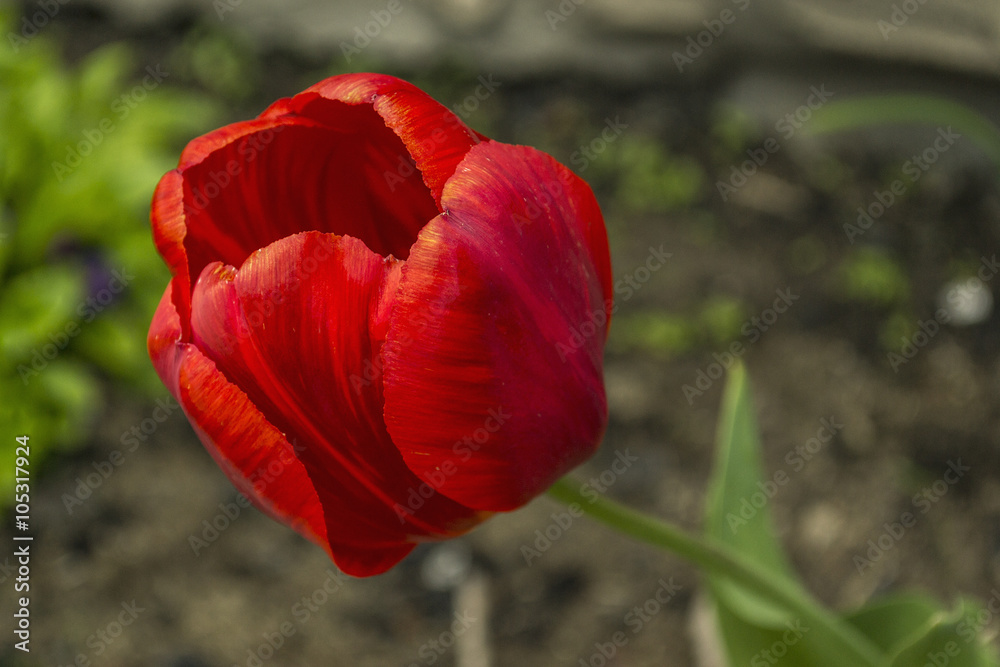 Obraz premium Tulip red