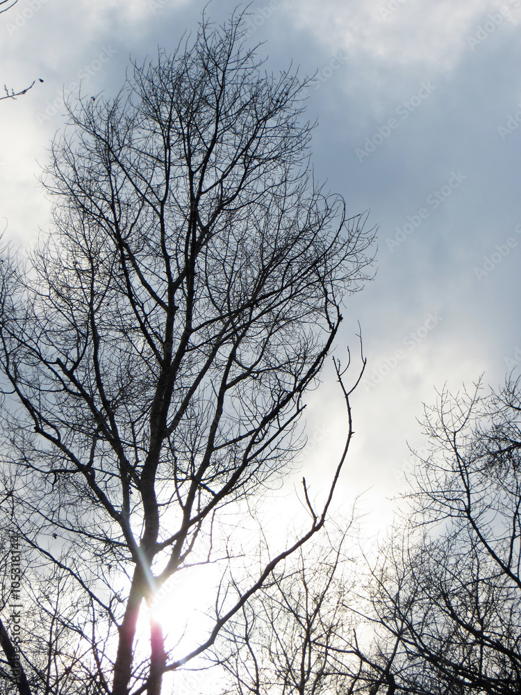 Fototapeta premium Poplar and the sky