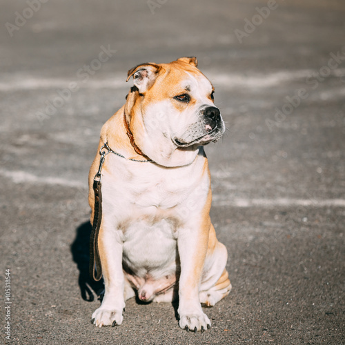 Ca de Bou or Perro de Presa Mallorquin, Molossian dog © Grigory Bruev