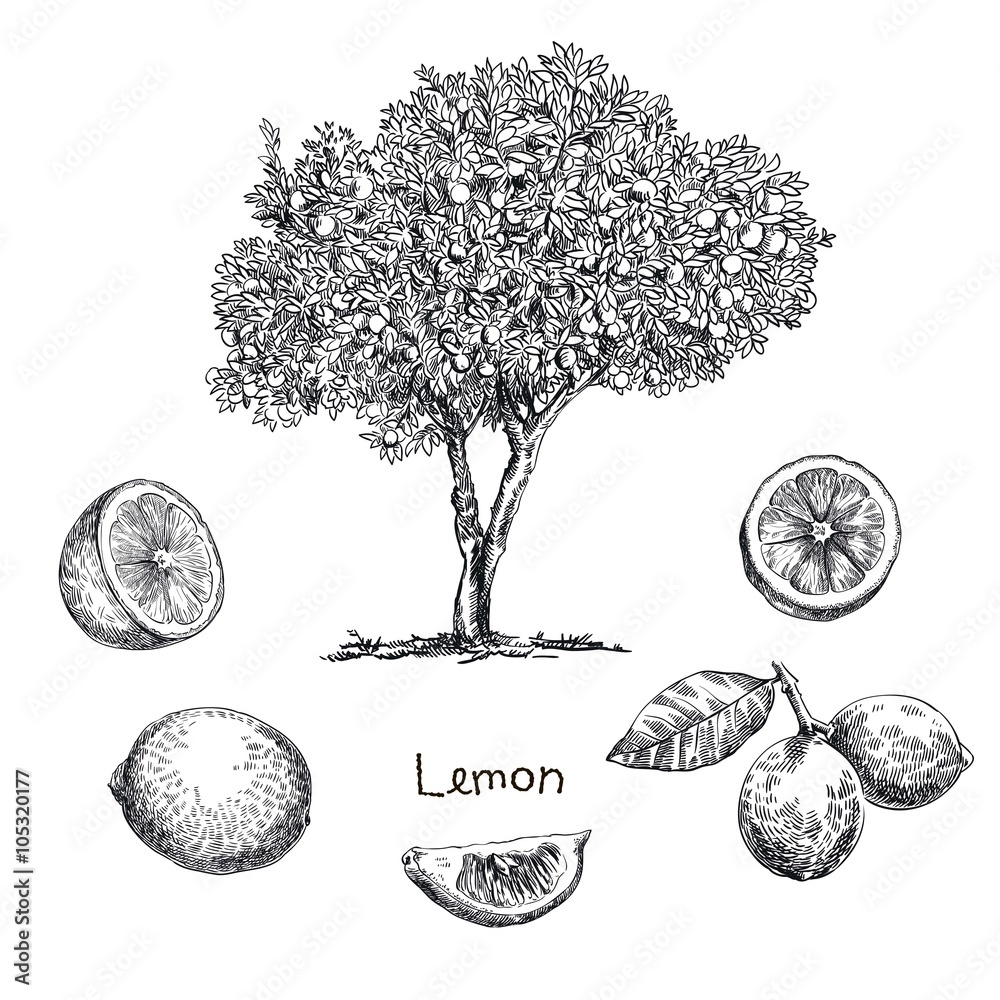 lemon tree sketch