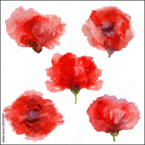 Set of Poppy flower, watercolor illustration isolated on white background, Floral design vector elements © m_e_l