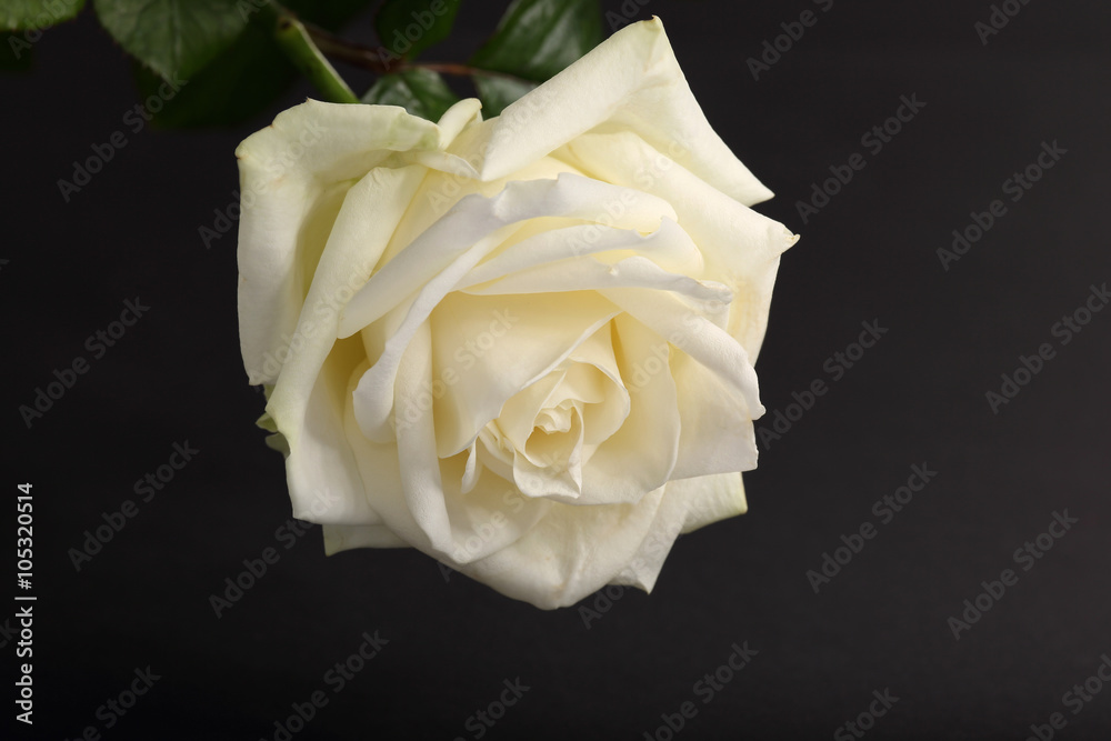 white rose white rose