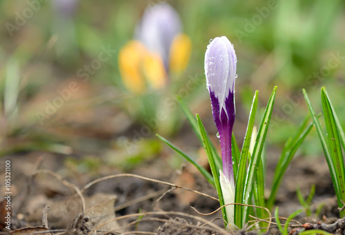 Fototapeta Naklejka Na Ścianę i Meble -  Crocus on a meadow