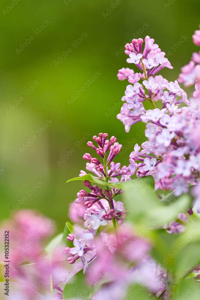 Obraz premium Nature background