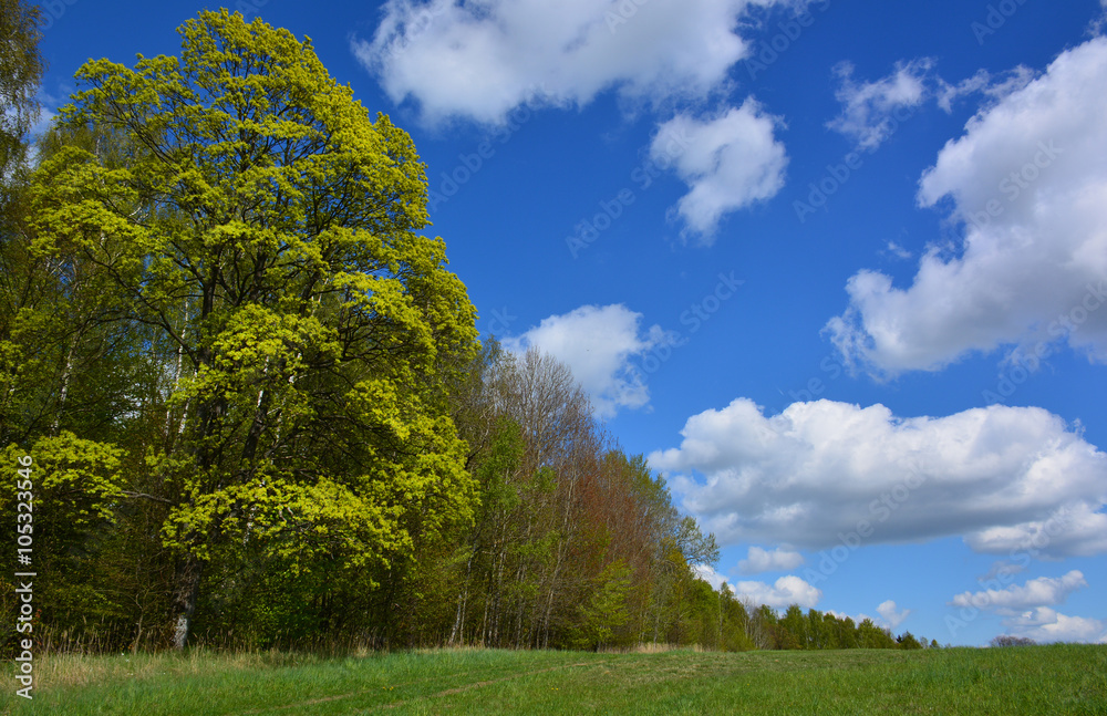 Green spring landscape with meadows and trees Green spring landscape with meadows and trees